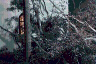 Árbol gigante cayó frente a una capilla de Paraná en plena misa
