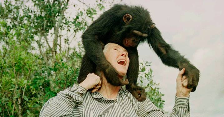 BREAKING NEWS: Wildlife advocate, primate expert Jane Goodall dies at 91