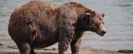 Fat Bear Week 2025 Champion Announced: It's Chunk!