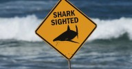 Largest great white shark recorded in Atlantic, in Canada