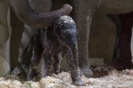 Columbus Zoo Welcomes 2nd Baby Asian Elephant This Year, Marking Historic First
