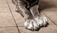 PAWS shelter announces temporary closure in Kyle, asks for donations