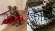 North Carolina Woman Adopts Dog For Anxiety Relief, Then Realizes He’s The One Who’s Nervous