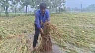 Warangal farmer loses it all as Cyclone Montha flattens paddy field