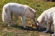 De-Extinct Dire Wolves Celebrate First Birthday with Doggy Cake