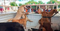 Nadie se queda atr?s: rescatan a abuelita y sus seis perros en Altamira
