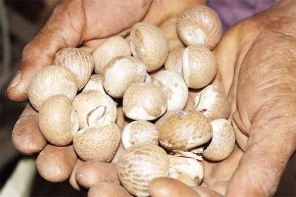 Arecanut inflow dips in markets, but prices remain stagnant; farmers disappointed