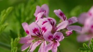 La planta que crece sin esfuerzo en tu balcón y es perfecta para ahuyentar los mosquitos