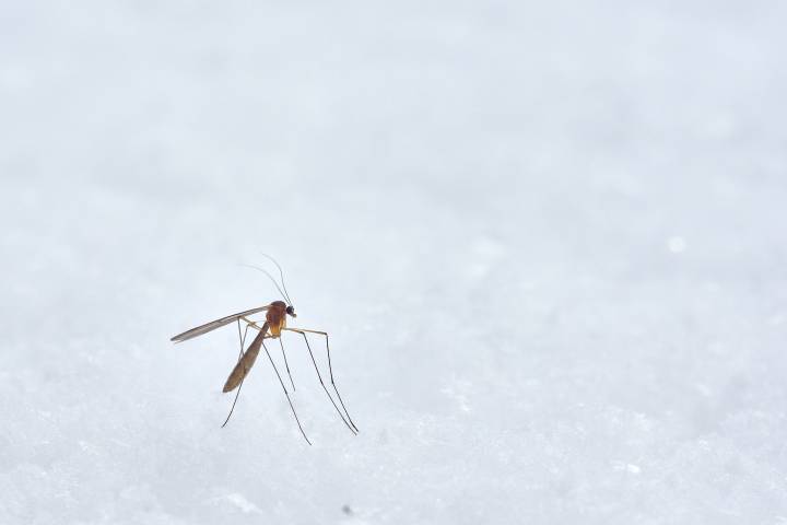 Aumento de contagios de casos del Virus del Nilo en Louisville