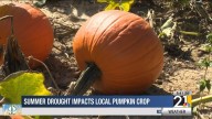 Valley drought impacting local pumpkin crop