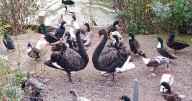 Aggressive swan that terrorized town calms down after finding wife