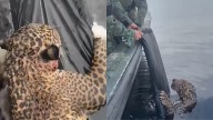 Wounded Jaguar Found In Brazil’s Rio Negro River With Multiple Gunshots, Heroically Rescued By Military Police; Watch