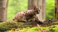 Córdoba: condenaron a un joven por matar a un cachorro de puma y filmar la agresión