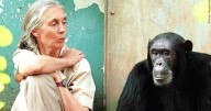 Conservationist Jane Goodall, whose work revolutionized the study of primates, has died
