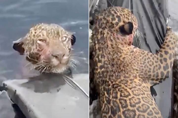 Jaguar with Gunshot Wounds Pulled from River in Dramatic Rescue Video