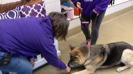 Blair Animal Shelter details challenges of being a smaller shelter