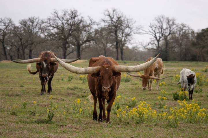 Trump defends record after possible plan to buy Argentine beef draws pushback
