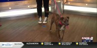 Adopt a Pet: Meet Butch!