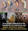 LAS GARRAS DEL OSO - EXTRA | El Diario de Todos