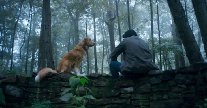 ‘Good Boy’, la película de terror protagonizada por un perro que quiere ser melancólica y reflexiva más allá del meme