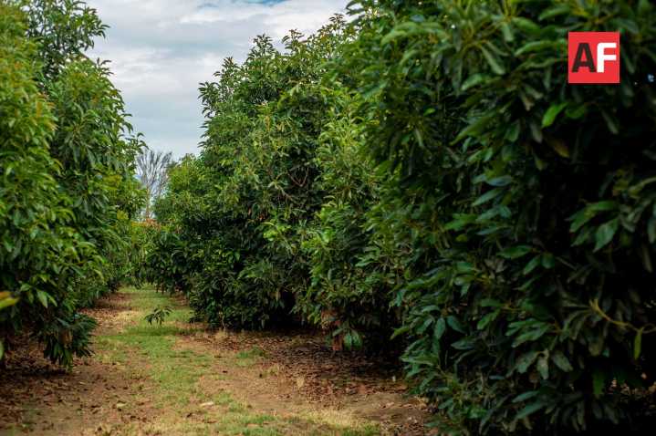 Incluyen a tres municipios de Jalisco como libres de plagas en la cosecha de aguacate