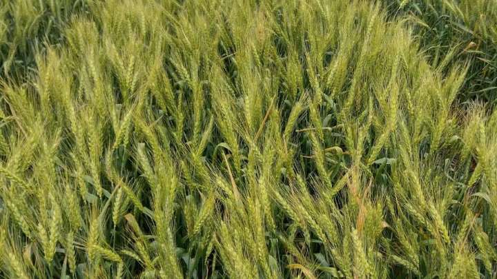 El trigo entra en período decisivo con un piso alto de rendimientos