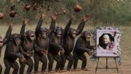Chimps Honor Jane Goodall With 21