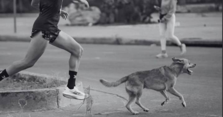 Fiscalía realizará necropsia al ´Chicles´ el perro maratonista de Tijuana