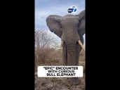 "Epic" encounter with curious bull elephant