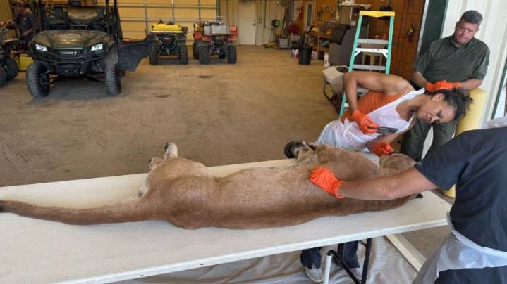 Mountain lion dead after collision on Arkansas highway