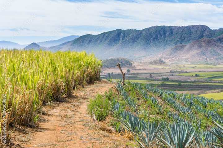 Afecta competencia extranjera a productores nayaritas de maíz y caña