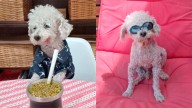 Murió Marcelito, el caniche más famoso de las redes sociales