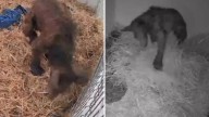 Un abrazo para Mina: Venderán peluches en apoyo a osita rescatada de La Pastora