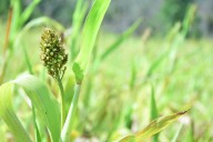 How land restoration could address malnutrition among India’s Indigenous families