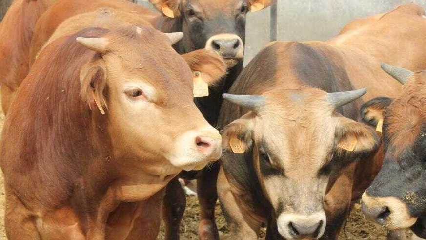 Aragón activa un plan con 80.000 vacunas para prevenir la dermatosis nodular contagiosa en el ganado