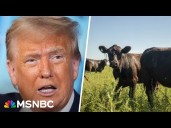 'Either corrupt or stupid': Dem Rep. says farmers think Trump's beef plan is 'egregious'