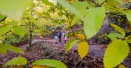 Octubre con 'O' de otoño: estos tres lugares de Málaga son mágicos con el cambio de estación