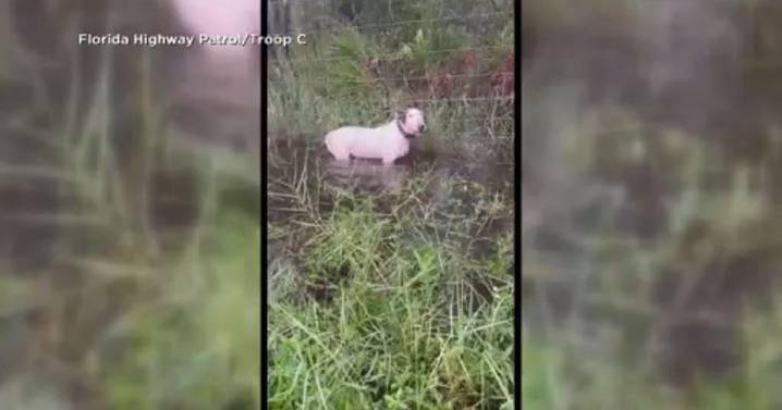 Adopted family of Florida dog abandoned during Hurricane Milton reacts to "Trooper's Law"