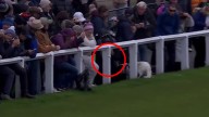 Watch moment Hollywood legend Bill Murray's wayward drive hits fans & DOG and bounces back in play at Dunhill Links golf