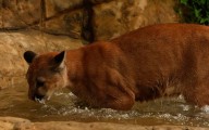 Puma rescatada en Girardota, Antioquia, no logrará volver a la vida silvestre