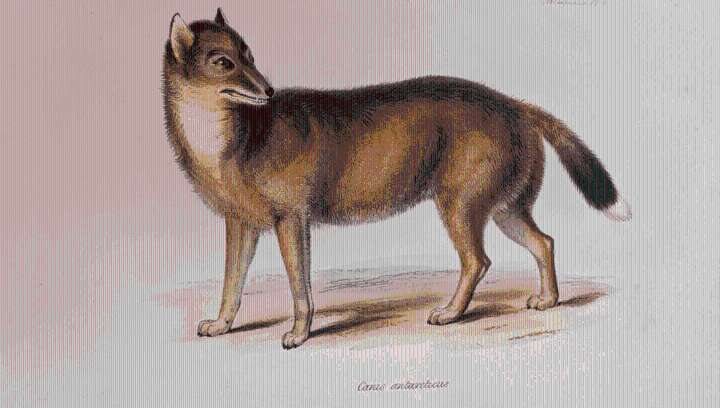 A Friendly “Wolf-Like Fox” Was The Falkland Islands’ Only Mammal Until Something Terrible Arrived In The 17th Century