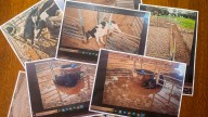 Shocking images of cattle at controversial Boyanup Saleyards emerge following graphic video of cow being shot