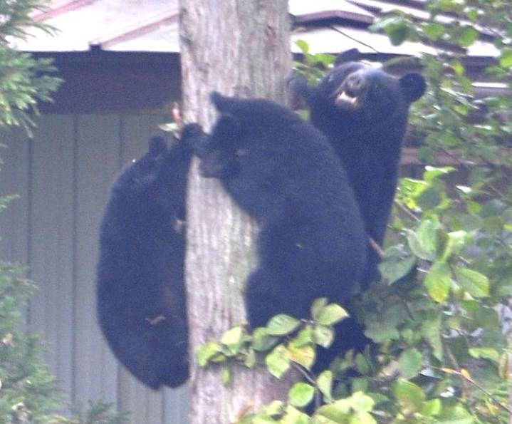 Japan has a bear problem