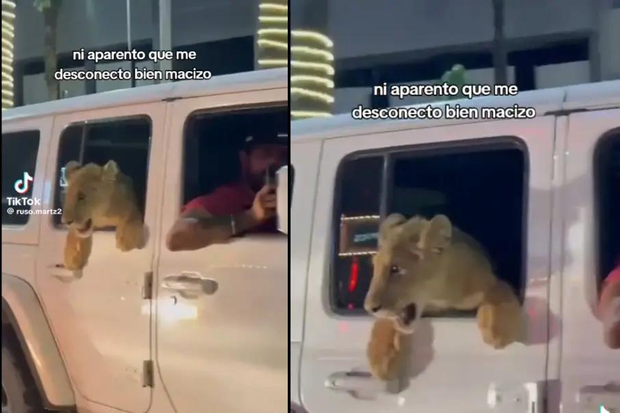 Indignación en Cabo San Lucas: un león es paseado en vehículo por la avenida principal; ...