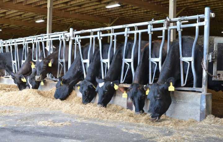 Environmental group challenging permit for 25,000