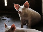 Chile abre las puertas a las tripas saladas de porcinos procedentes de Colombia