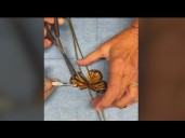 A second chance to fly: Sweetbriar’s delicate butterfly rescue