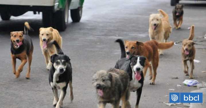 Nuevo caso de maltrato en Hualpén: perros desnutridos se comieron a otro al interior de vivienda