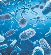 Descubren bacterias que “respiran” hierro y ayudan a limpiar el planeta