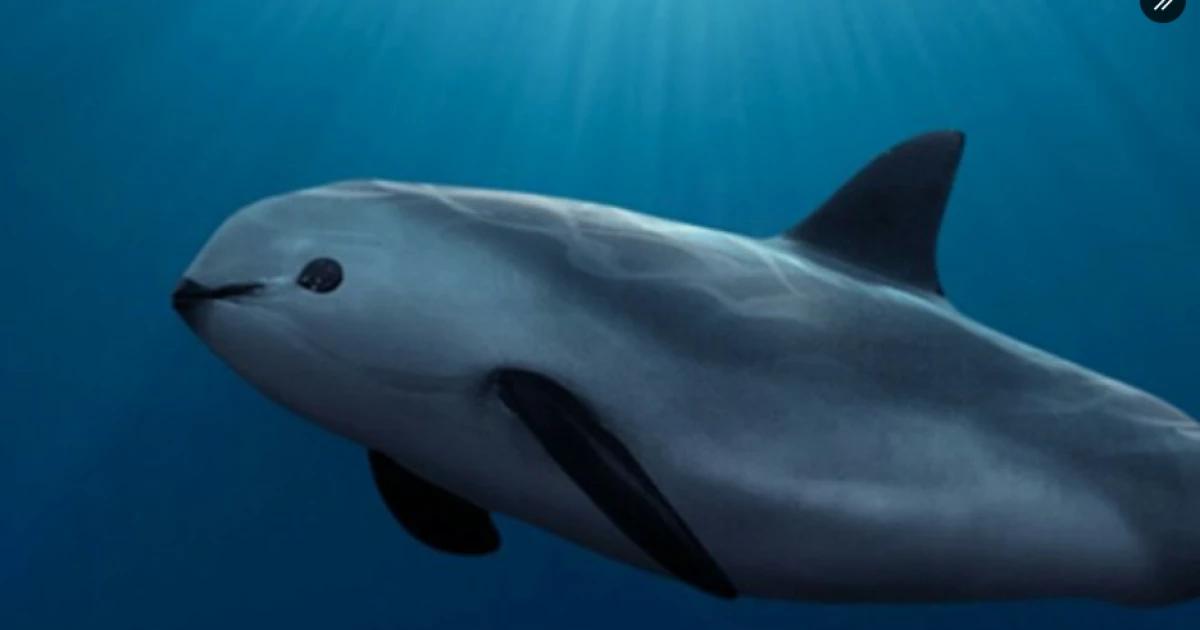 ¡Buenas noticias! Avistamientos de vaquitas marinas reavivan la esperanza para especie en peligro de extinción